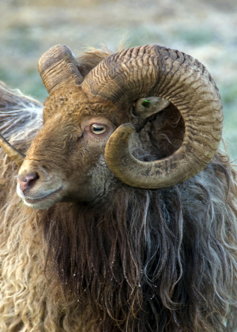 Here are seven of Scotland's most rare livestock breeds which will be ...