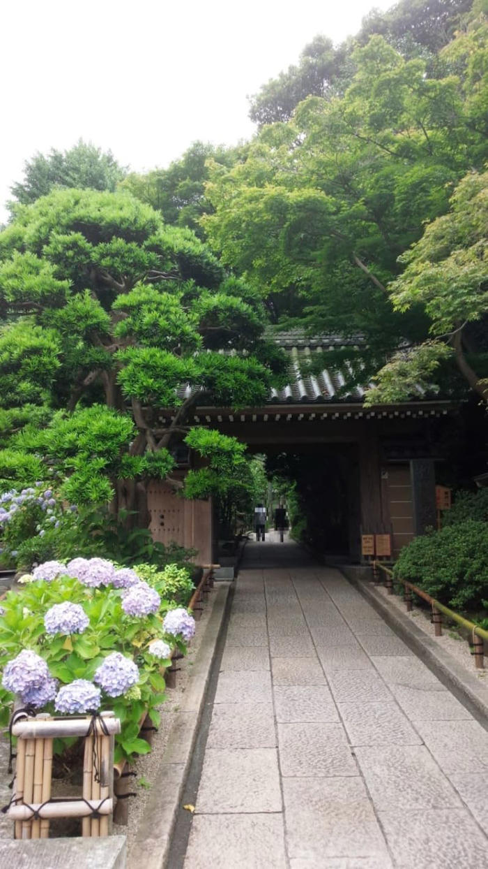 散歩の達人おすすめの鎌倉のアジサイ名所14選！ 超人気スポットから地元で愛される穴場まで
