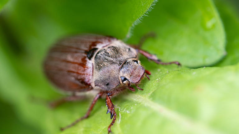 sch-dlinge-im-garten-so-erkennen-sie-junik-fer-und-werden-sie-wieder-los