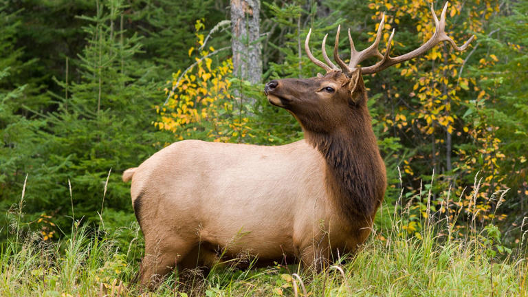The unusual video shows the boys and the elk passing a red ball back and forth in what's clearly a game