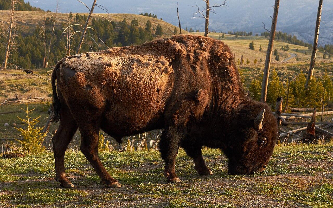 <p>Despite the calf’s birth, challenges for Yellowstone’s bison population remain.  </p> <p><a href="https://dailymontanan.com/2024/06/11/new-yellowstone-bison-plan-calls-for-larger-population-more-tribal-transfers/">agreement</a> currently limits the park’s bison population to about 5,000 animals, though proposals suggest increasing this number to 6,000. </p>
