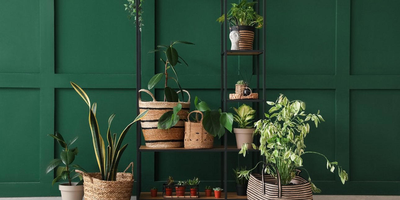 5 φυτά που δροσίζουν το σπίτι και καθαρίζουν την ατμόσφαιρα -λειτουργούν σαν «φυσικό» air -condition