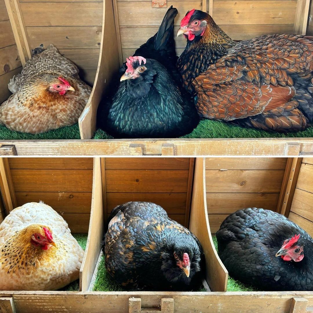 13 Creative and Practical Chicken Coop Interior Ideas