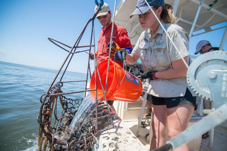 Researchers urge intervention to save Mississippi oyster reefs