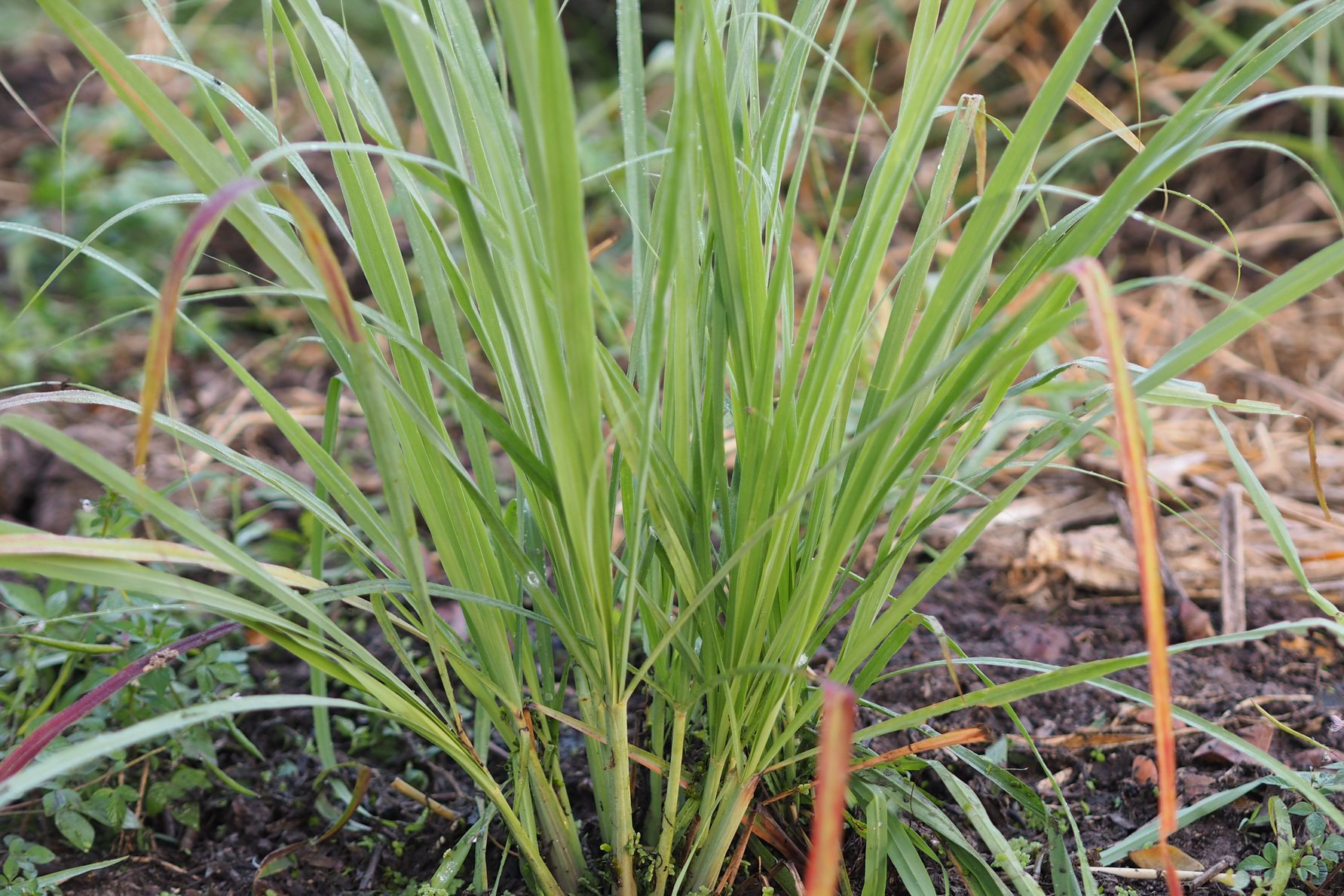 14 Plants That Repel Mosquitoes