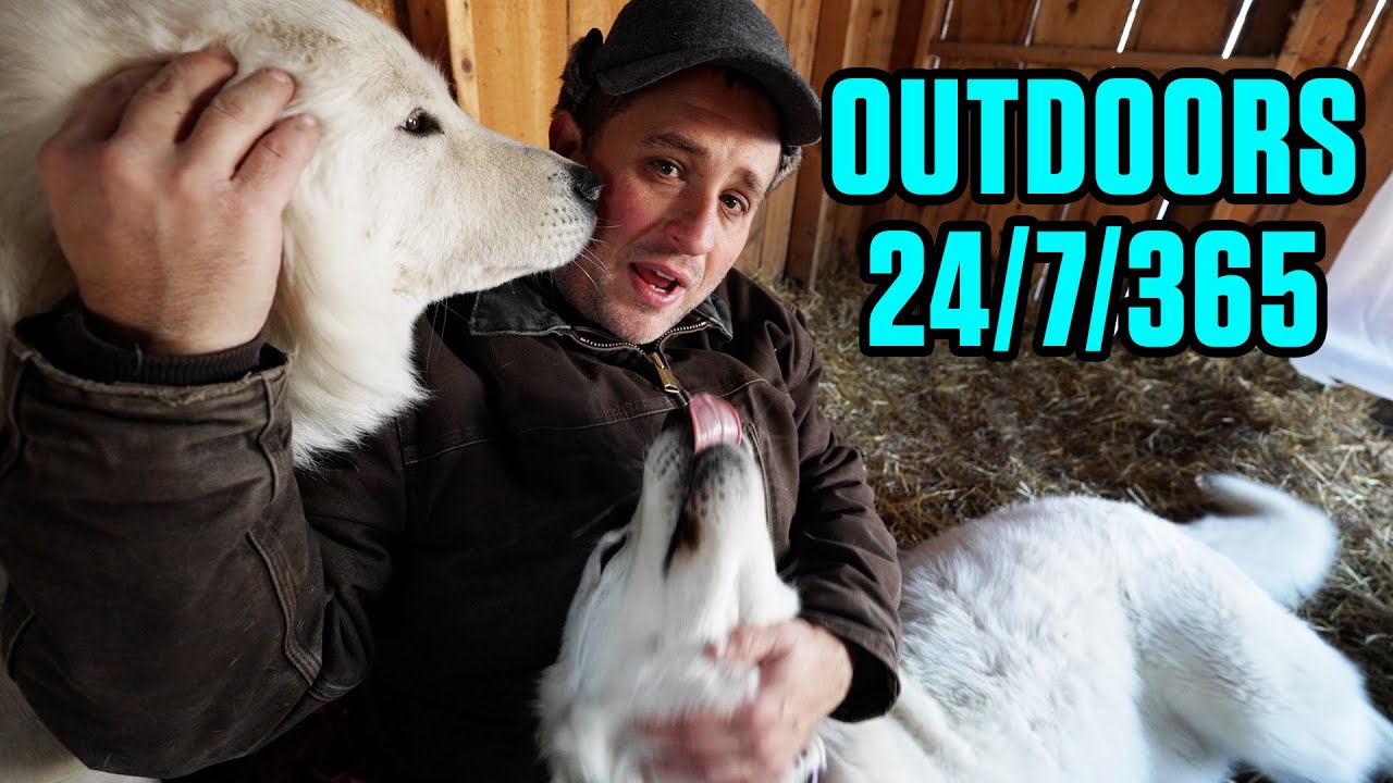 How hardy livestock guardian dogs handle winter on a farm