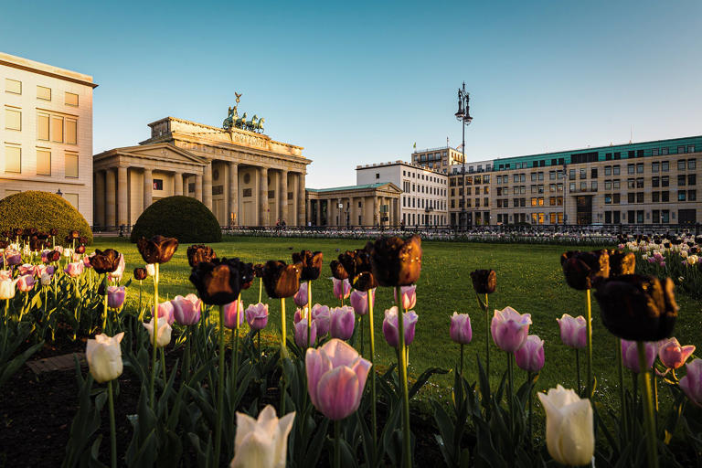 Close-Up Of Tulips Against Brandenburg Gate