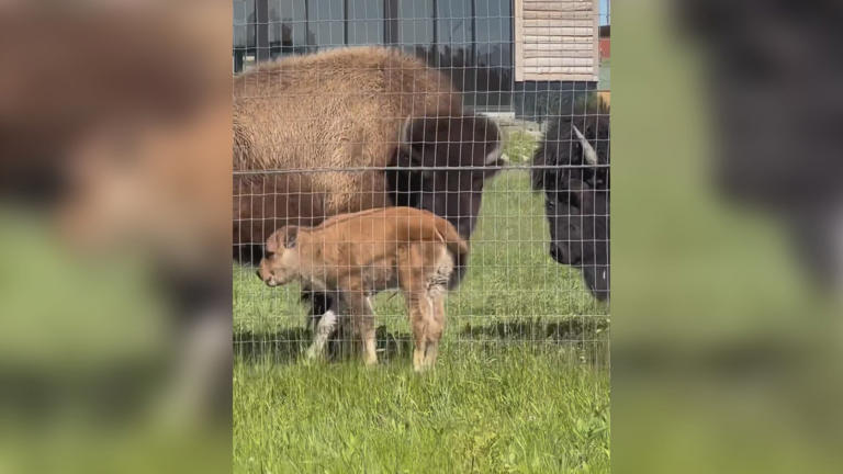 Red River Zoo in Fargo welcomes baby bison