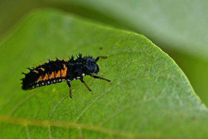 larva berušky: vypadá hrozivě, na své zahradě ji ale chcete