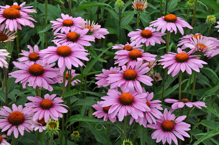jardin : ces 7 fleurs d'été qu'il est encore temps de planter en juin