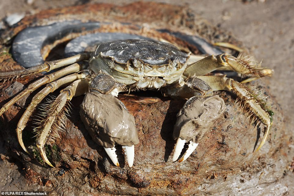 Invasive 'furry' clawed Chinese crabs that terrorize fisherman in NY