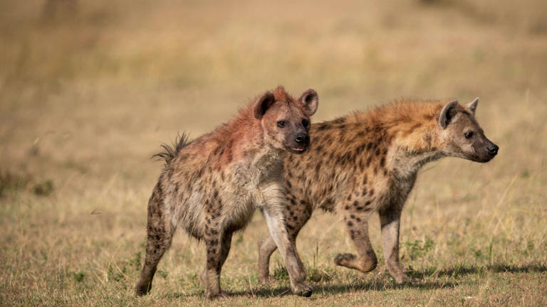 Figuring out the best time to visit Kruger National Park isn’t rocket science; it’s trickier (ok, likely not, but...