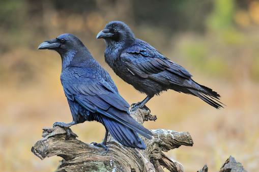 a incrível capacidade dos corvos de contar em voz alta