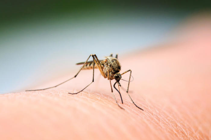 amazon, mückenfalle bauen: so kannst du die plagegeister effektiv vertreiben