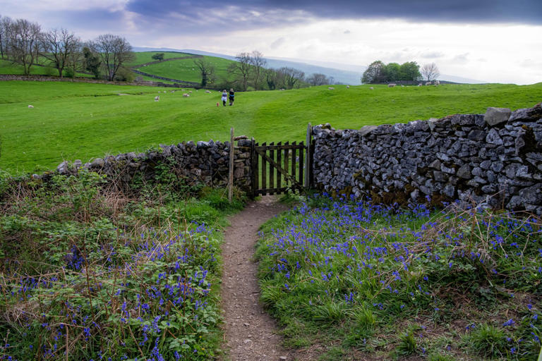 Walkers pass through the bluebell meadows in the Yorkshire Dales National Park. PIC: Tony Johnson