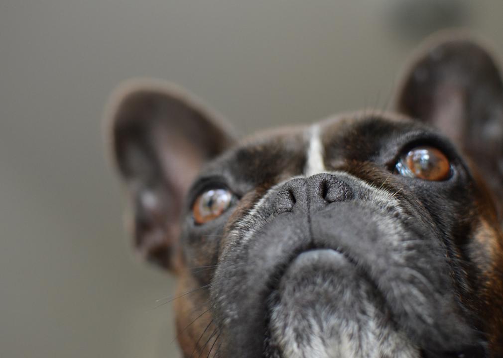 The 40 most popular dog breeds that almost never bark