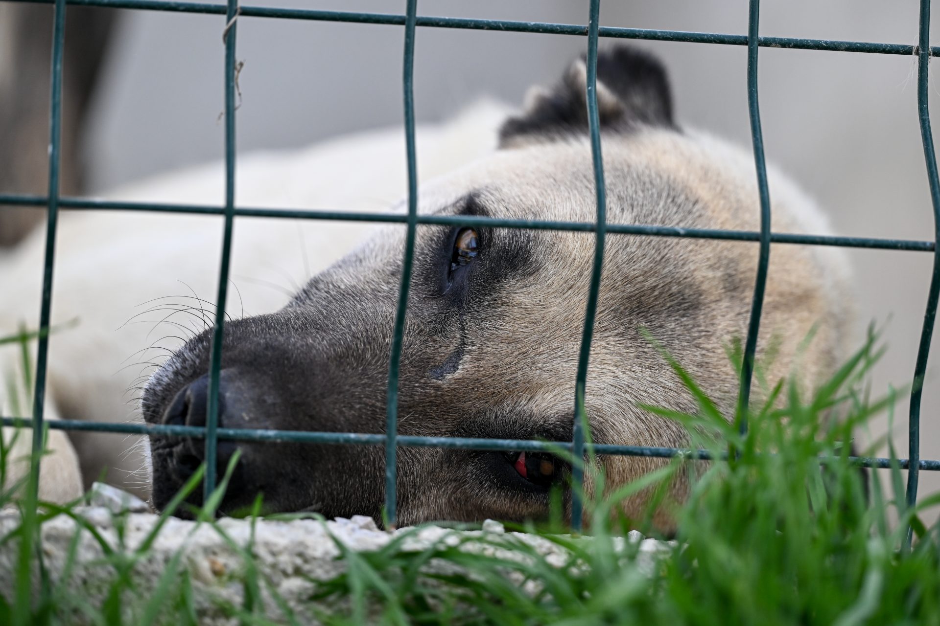 La polémica propuesta de ley de Turquía contra los perros abandonados