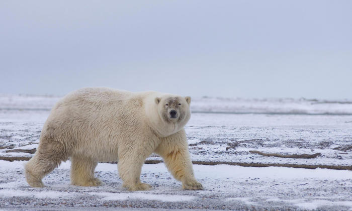 ‘grolar’ hybrid of grizzlies and polar bears remains rare in wild, study finds