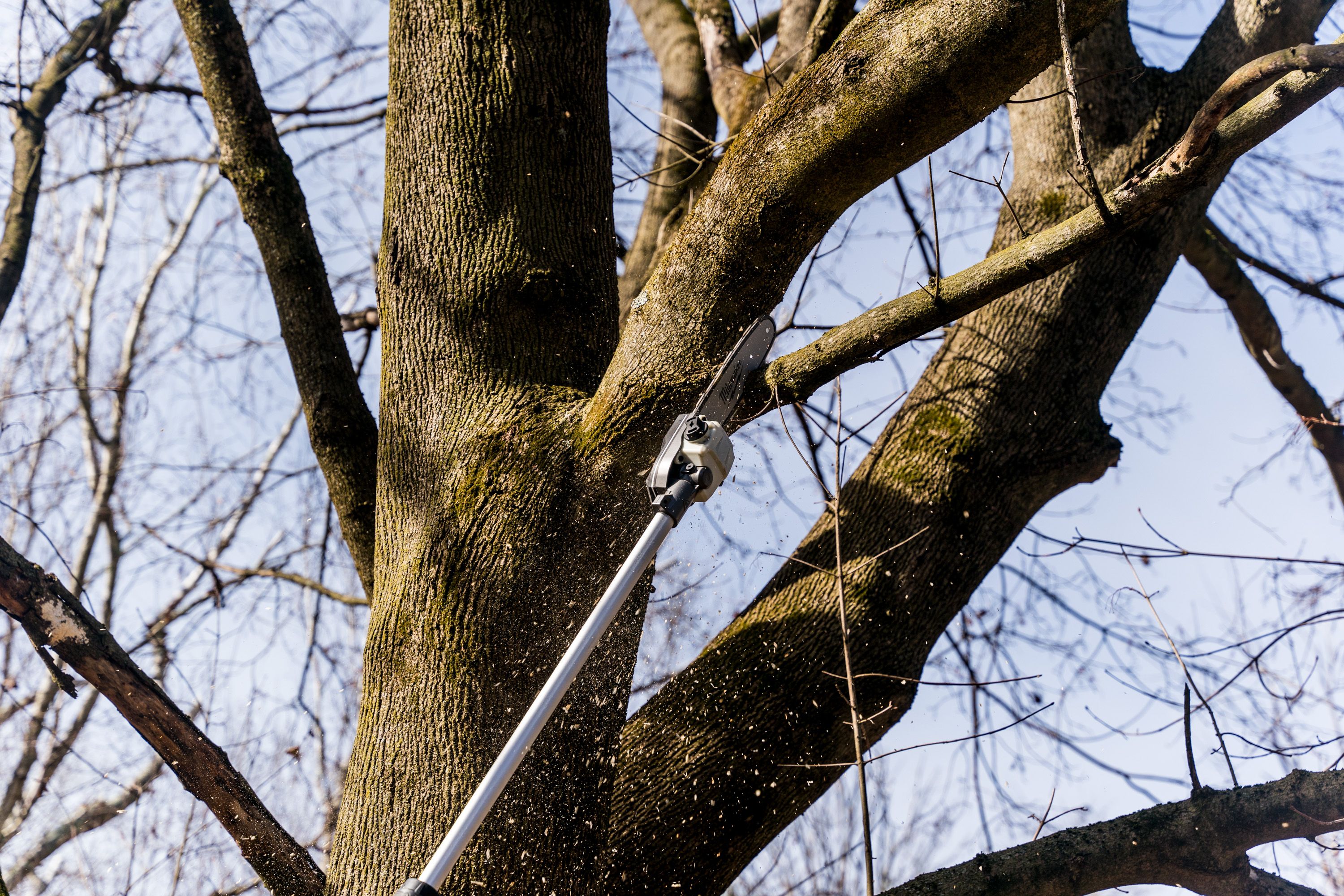 The 9 Best Pole Saws for Every Tree-Pruning Job