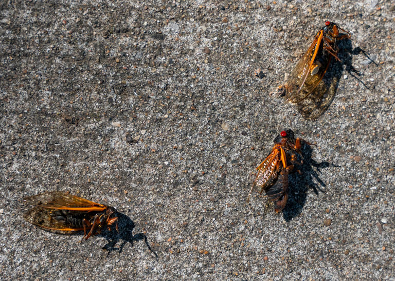 How long will cicadas be here? You'll still have to deal with them even ...