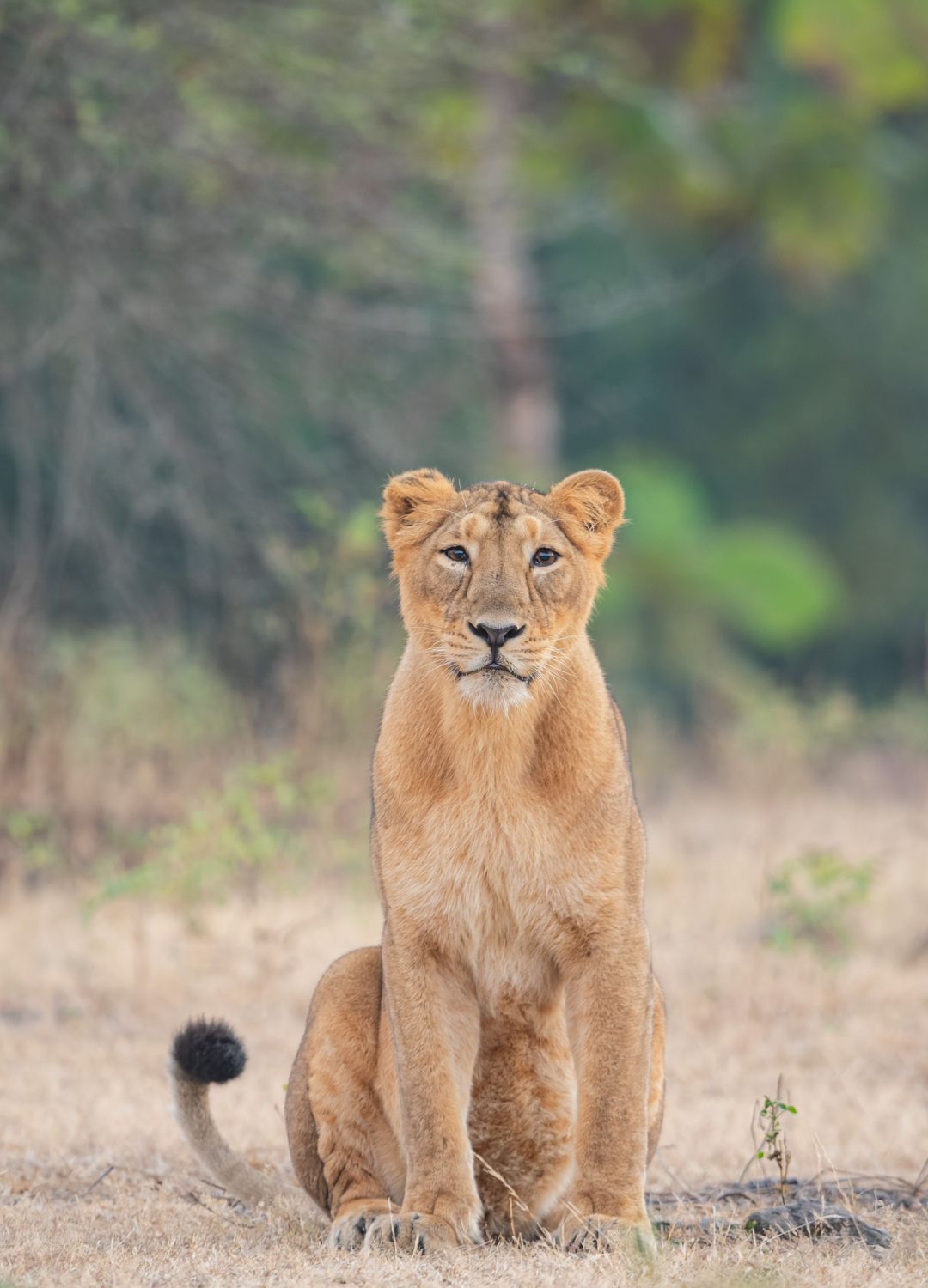 <p>                     Hwange National Park (formerly known as the Wankie Game Reserve) is a popular safari park in Zimbabwe. Here you'll likely see lions, leopards and cheetahs, as well as elephants - it's home to one of Africa's latest populations.                   </p>