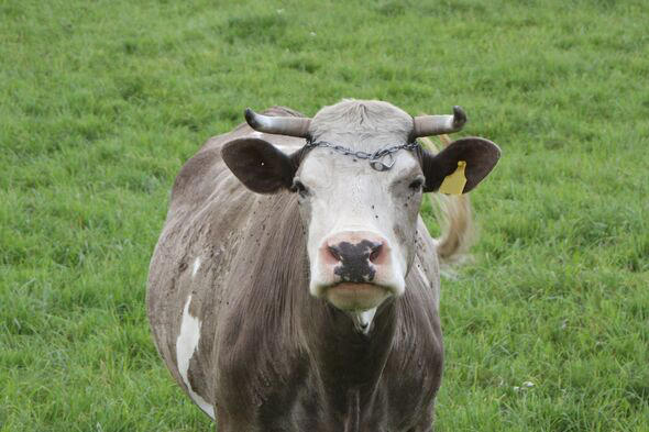 Secret plans to replace UK cows with muscular foreign XL Bully breeds