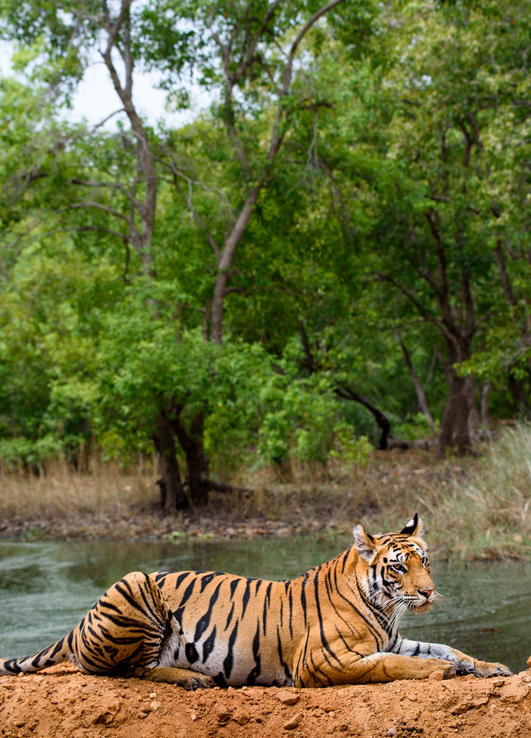 <p>                     Bandhavgarh National Park is spread over the Vindhya hills in Madhya Pradesh and is one of the most popular national parks in the country. It's known for being one of the most likely places to spot a Royal Bengal tiger, but it's also worth keeping an eye out for leopards who populate the sprawling national park.                   </p>