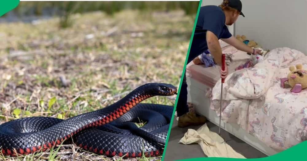 venomous snake removed from little girl's bed in australia, video goes viral