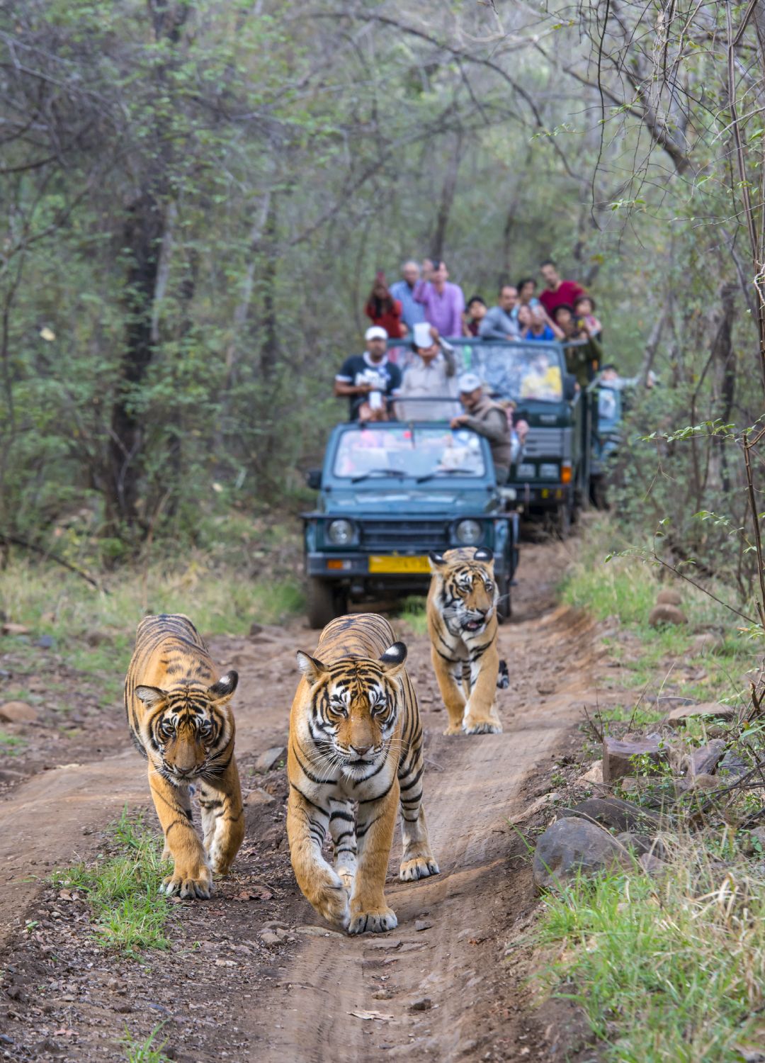 <p>                     Ranthambore is one of the most famous national parks in India, with visitors travelling from far and wide to catch a glimpse of its Royal Bengal tigers. There are also over 320 species of birds, with some of the most vibrant in the world. Sunset at Ranthambore Fort is also a spectacle in its own right.                   </p>
