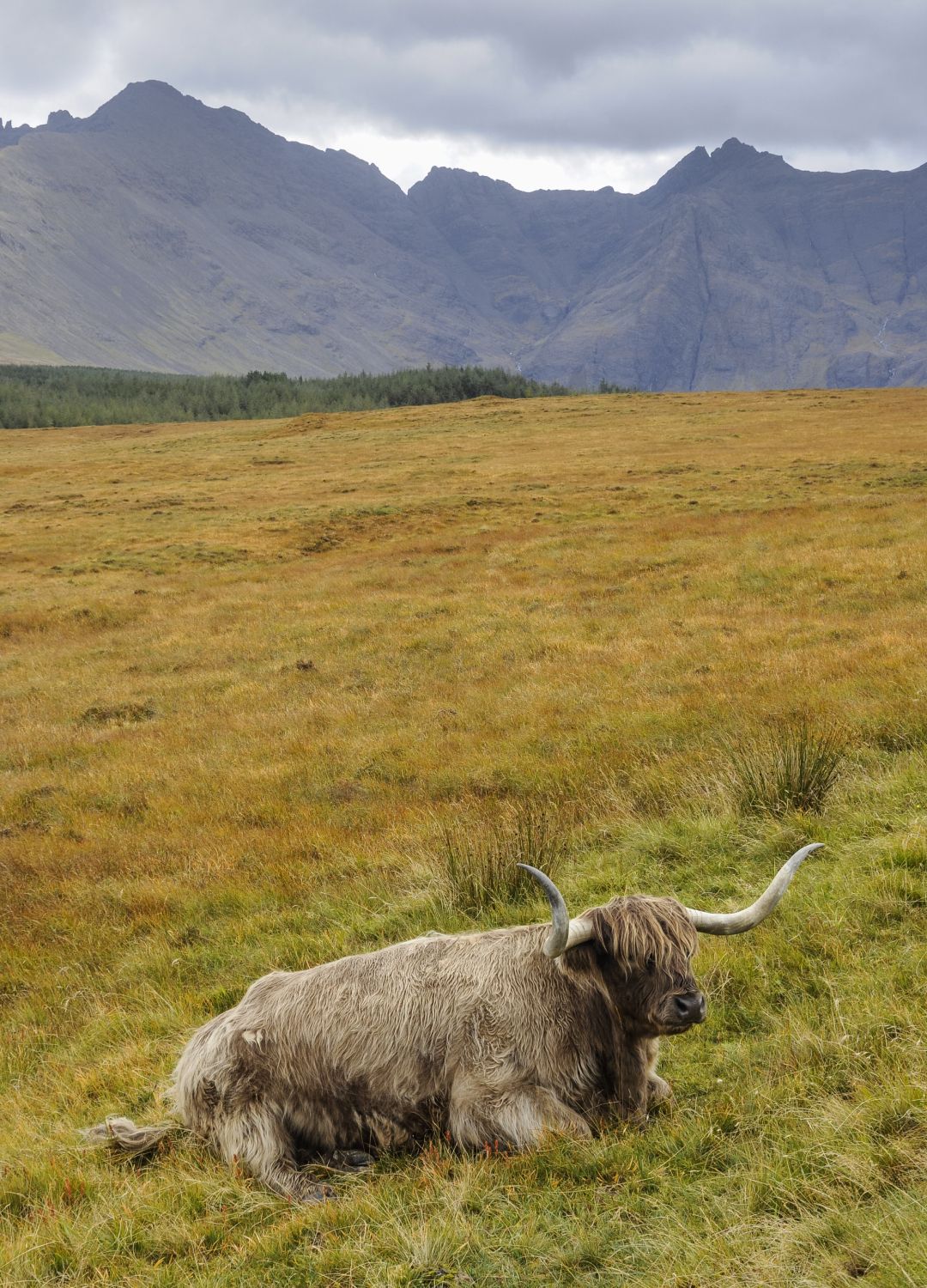 <p>                     While Scotland might not initially scream 'safari' to most, there are safari tours of the Highlands on offer to visitors, where you can embrace the country's wilderness. Safari Rangers navigate the terrain in Land Rovers to take visitors through the highest points of the Highlands, spotting owls, deer, eagles and Scottish wild cats along the way.                   </p>