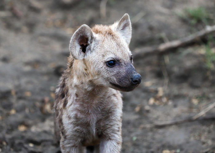 beyond the wild: five countries where keeping hyenas as pets persists