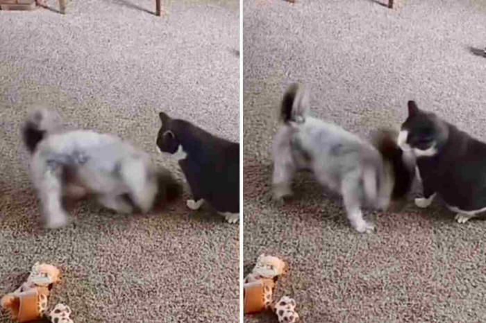 grappige video: metalhond irriteert ongeduldige kat