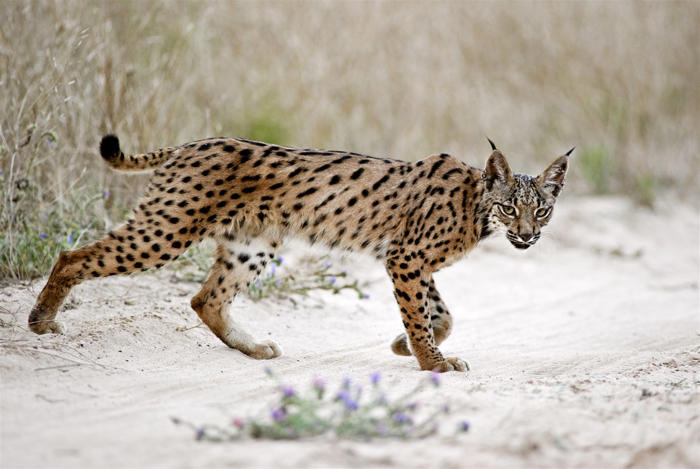 zeldzame lynx komt terug: ‘grootste herstel van een kattensoort ooit’