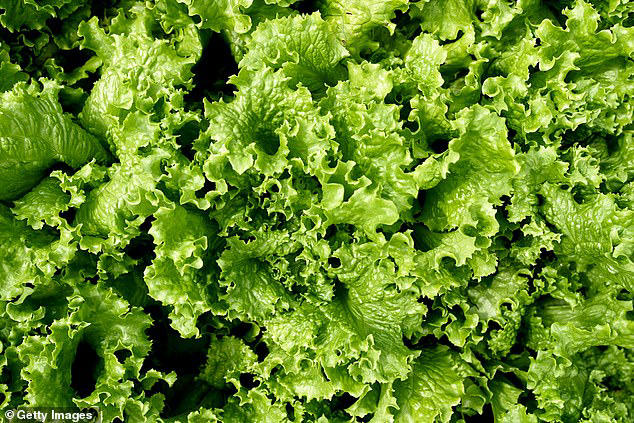 at least 86 people hospitalised by e. coli outbreak linked to lettuce