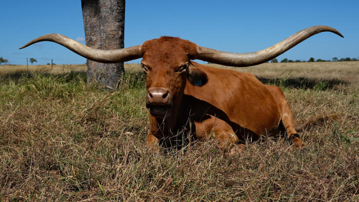 rm williams made texas longhorns familiar to australia but growing the breed is challenging