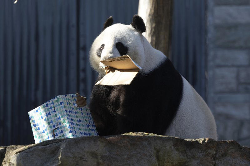 pandas can’t paper over australia’s differences with china