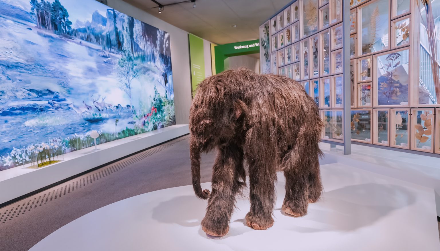 The Last Woolly Mammoth Passed Away 4,000 Years Ago, And Scientists ...