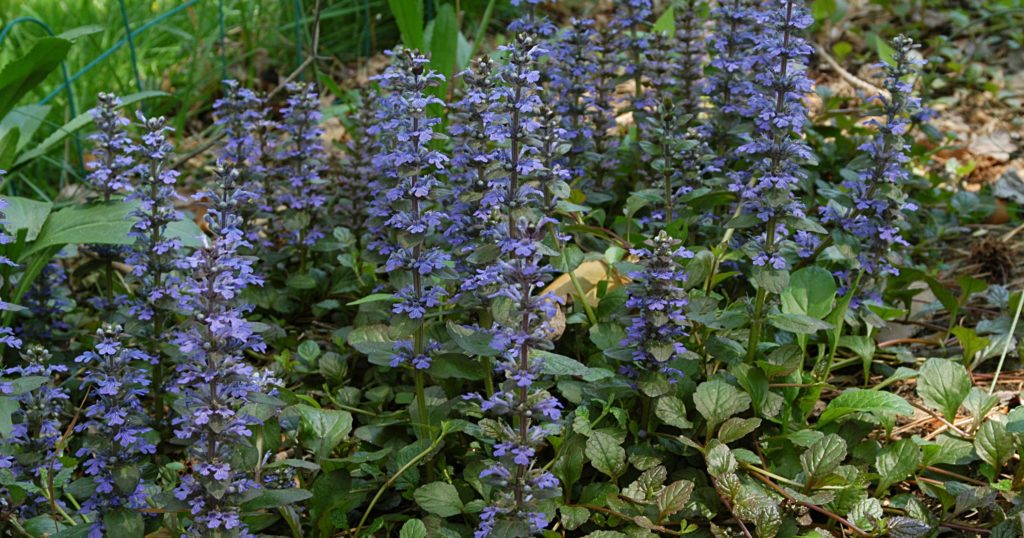 10 FastGrowing Ground Covers That Choke Out Weeds. No More Weeds!