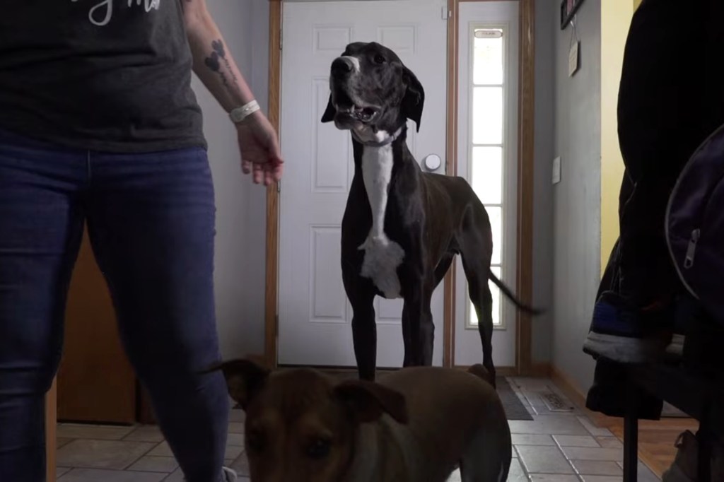 Kevin The Great Dane Ascends The Guinness World Records As Tallest ...