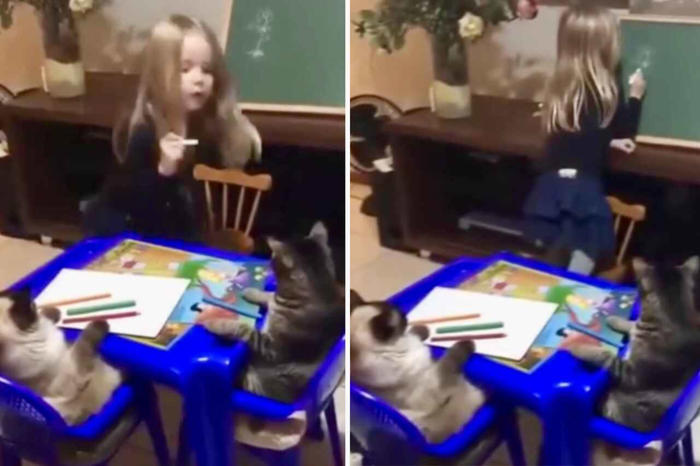 niedliches video: mädchen gibt unterricht und katzen erhalten eine 1+ in verhalten