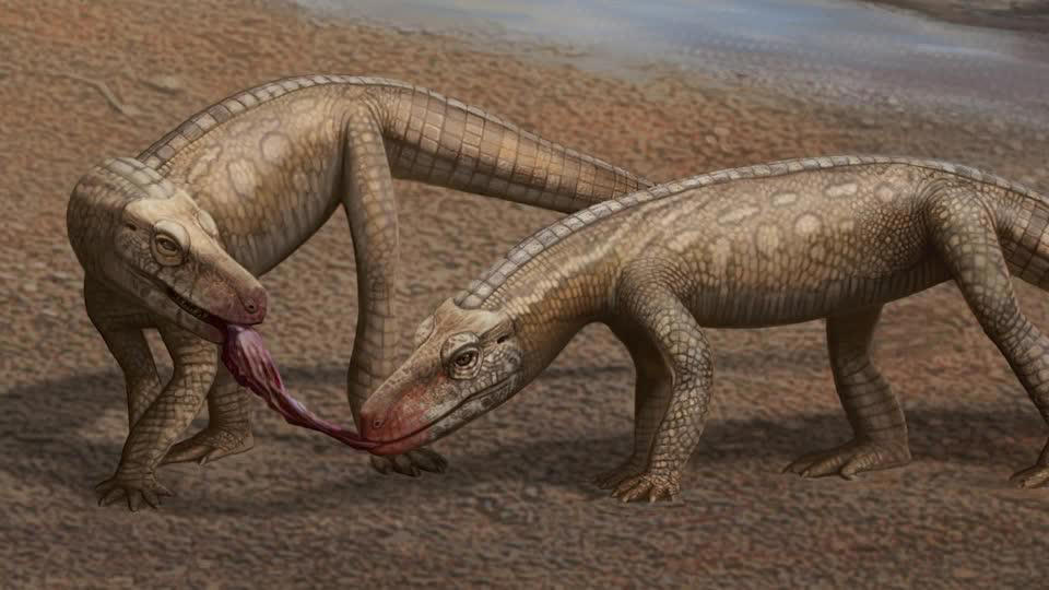 บราซิลพบฟอสซิลสัตว์เลื้อยคลานยุคก่อนไดโนเสาร์