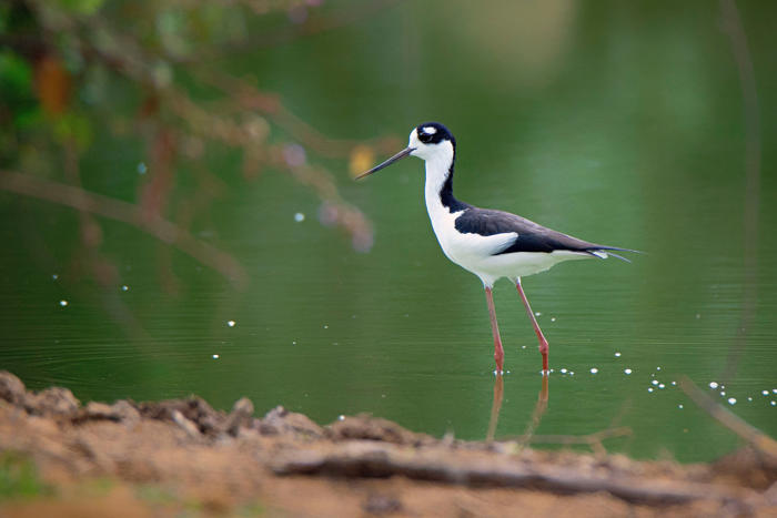 colombia es el “país de las aves”, ¿qué está haciendo para conservarlas?