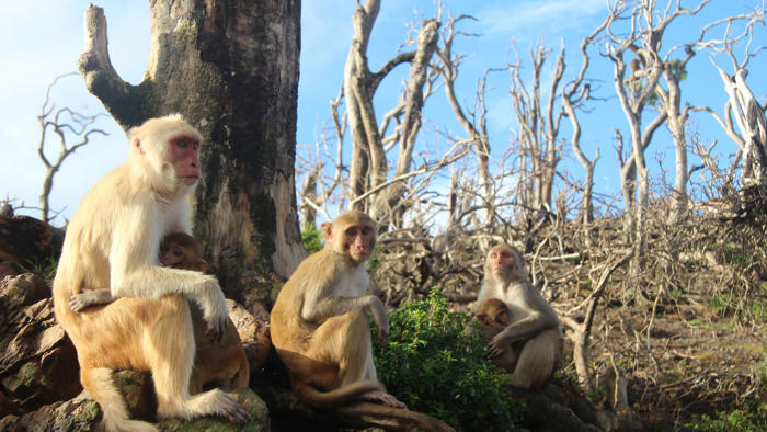 puerto rico: hurrikan hat freundlichere makaken zur folge