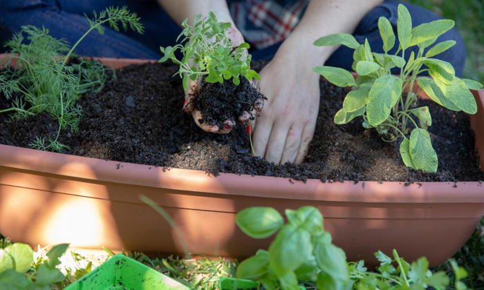 a gardening club is a collective way to grow food, flowers and friendship