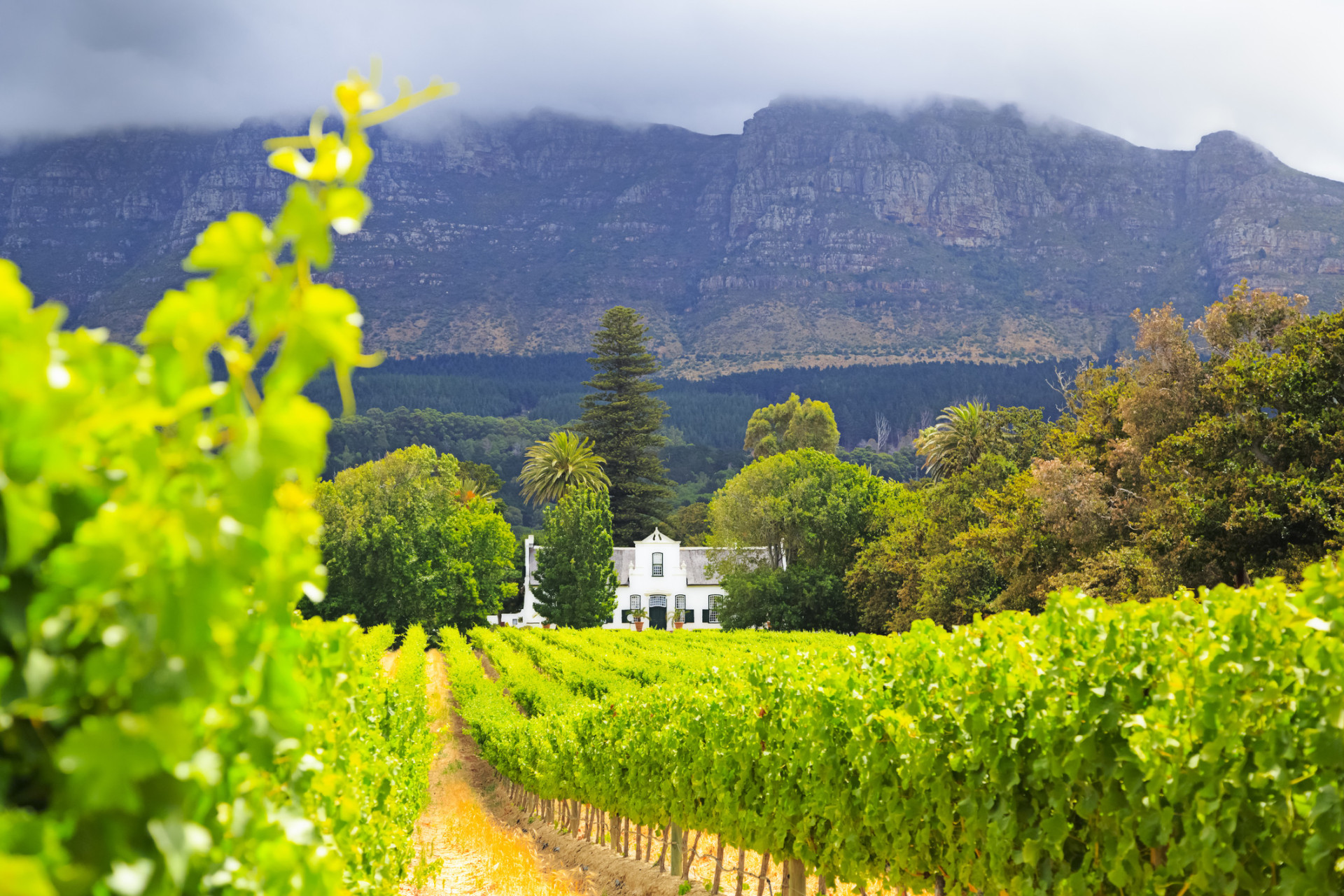 Ripe with wine regions, the area around Cape Town with its dramatic mountain backdrop provides one of the most memorable wine-tasting locations you're ever likely to encounter.<p><a href="https://www.msn.com/en-us/community/channel/vid-7xx8mnucu55yw63we9va2gwr7uihbxwc68fxqp25x6tg4ftibpra?cvid=94631541bc0f4f89bfd59158d696ad7e">Follow us and access great exclusive content every day</a></p>