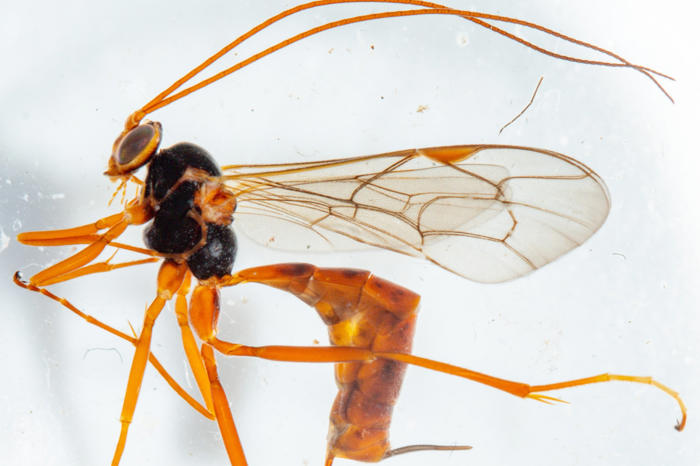en ny og sjælden hvepseart er fundet i danmark