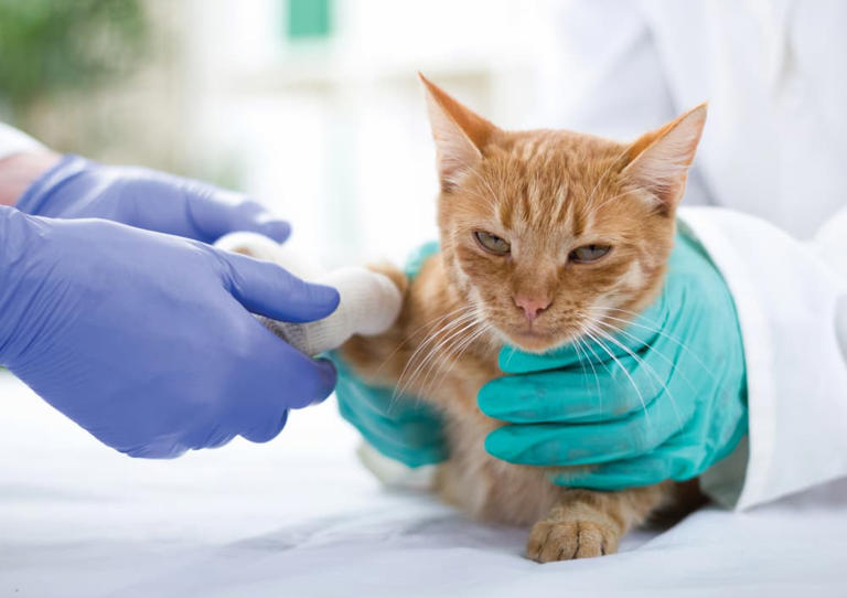 Veterinary team cares for Injured cat 