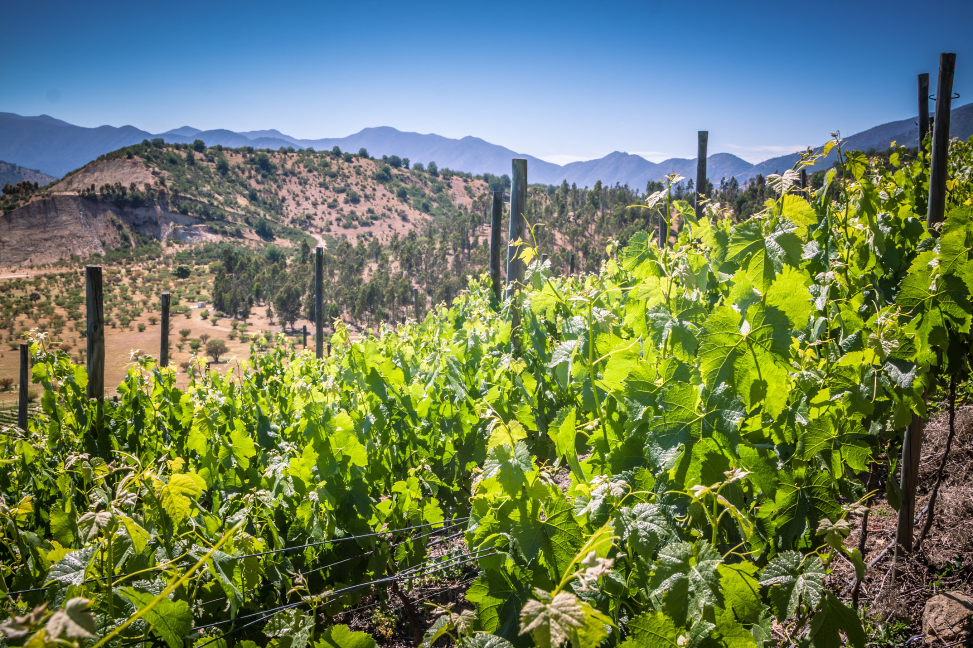 Casablanca Valley's elevated location provides for some interesting cool-climate winemaking. The destination's signature Sauvignon Blanc and Chardonnay are the wines of choice.<p><a href="https://www.msn.com/en-us/community/channel/vid-7xx8mnucu55yw63we9va2gwr7uihbxwc68fxqp25x6tg4ftibpra?cvid=94631541bc0f4f89bfd59158d696ad7e">Follow us and access great exclusive content every day</a></p>
