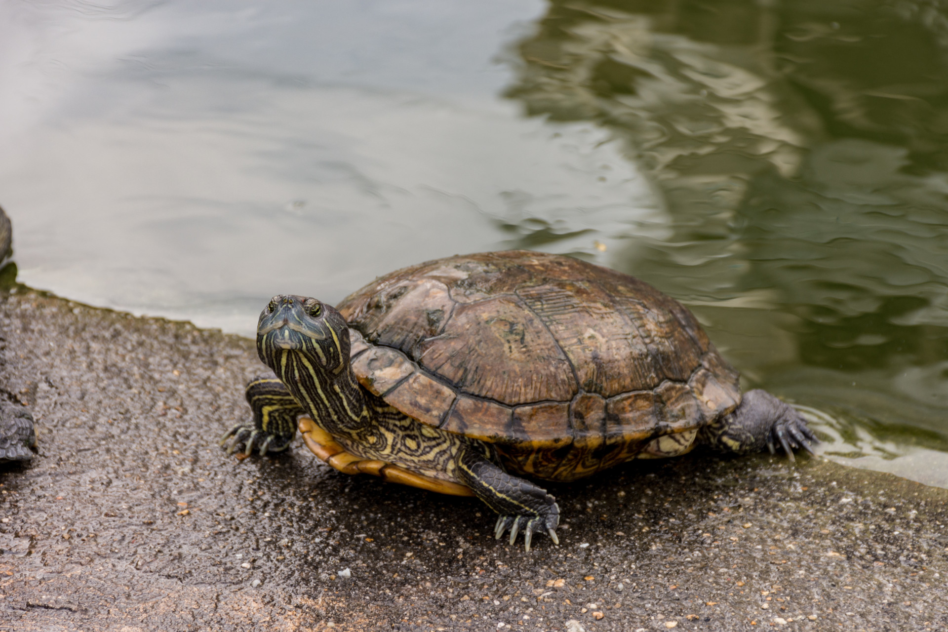 Is a turtle the right pet for you?