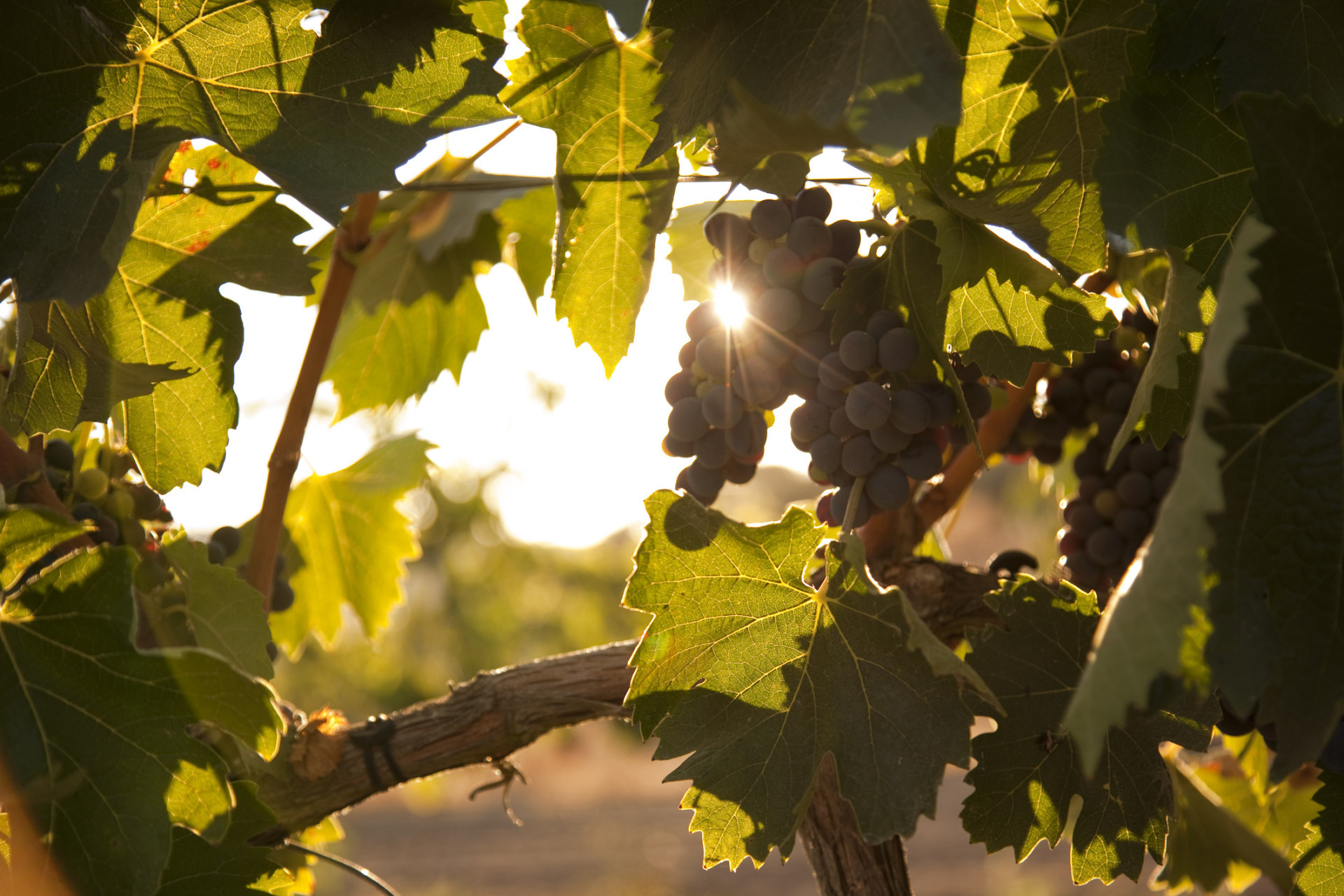There are eight subregions to explore in this sun-soaked province. Principal grape varieties include Alicante Bouschet, Trincadeira, and Fernão Pires.<p><a href="https://www.msn.com/en-us/community/channel/vid-7xx8mnucu55yw63we9va2gwr7uihbxwc68fxqp25x6tg4ftibpra?cvid=94631541bc0f4f89bfd59158d696ad7e">Follow us and access great exclusive content every day</a></p>